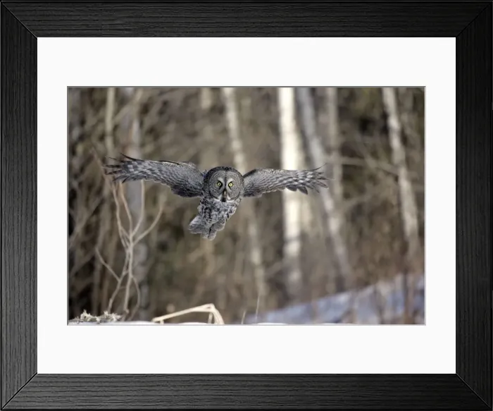 Framed Print : Picture No. 10859235 Framed Print : Picture No. 10859235