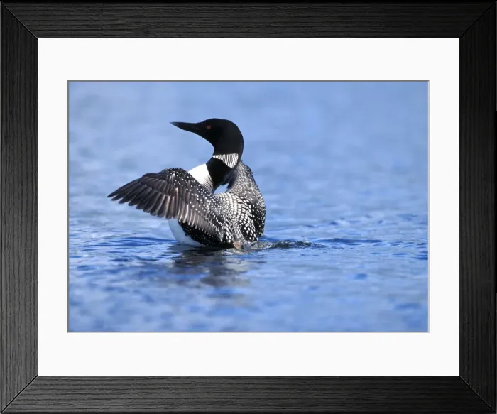 Framed Print : Picture No. 10859232 Framed Print : Picture No. 10859232
