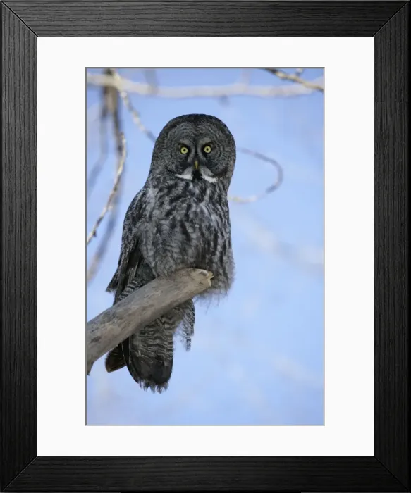 Framed Print : Picture No. 10859237 Framed Print : Picture No. 10859237