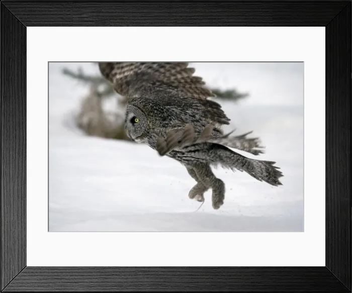 Framed Print : Picture No. 10859238 Framed Print : Picture No. 10859238