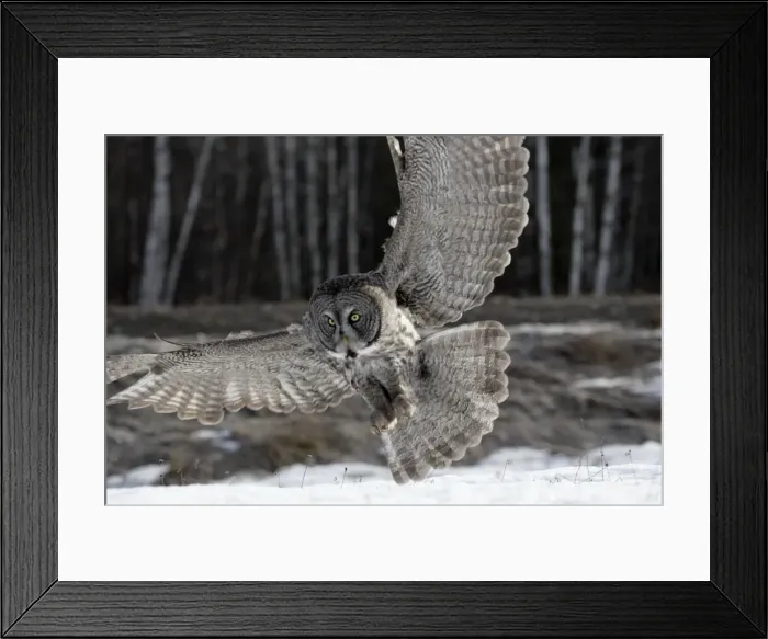 Framed Print : Picture No. 10859239 Framed Print : Picture No. 10859239