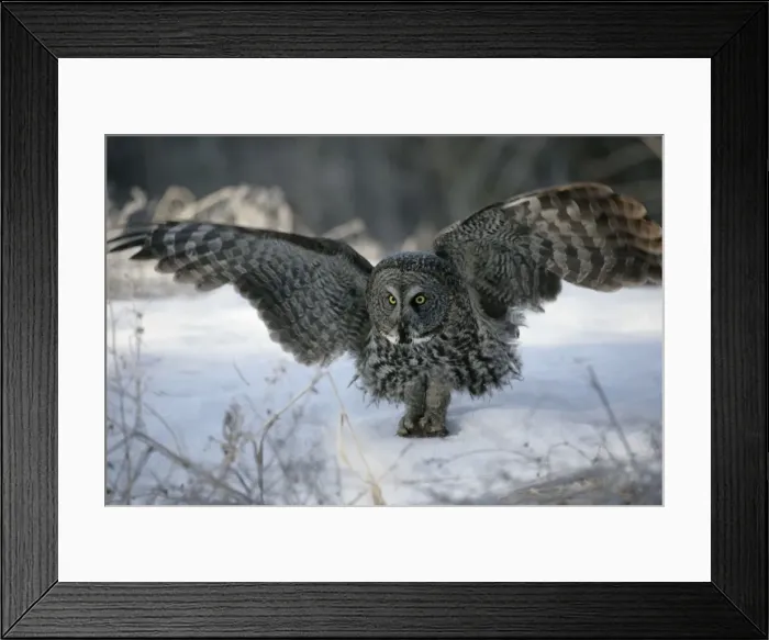 Framed Print : Picture No. 10859241 Framed Print : Picture No. 10859241