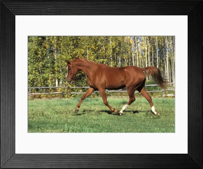 Framed Print : Picture No. 10859229 Framed Print : Picture No. 10859229