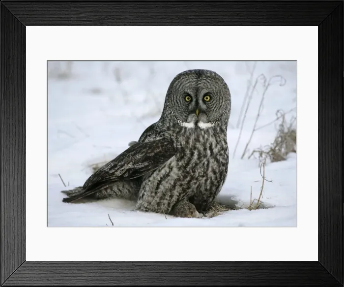 Framed Print : Picture No. 10859242 Framed Print : Picture No. 10859242