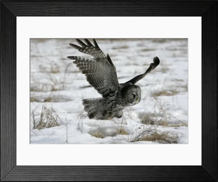 Framed Print : Picture No. 10859240