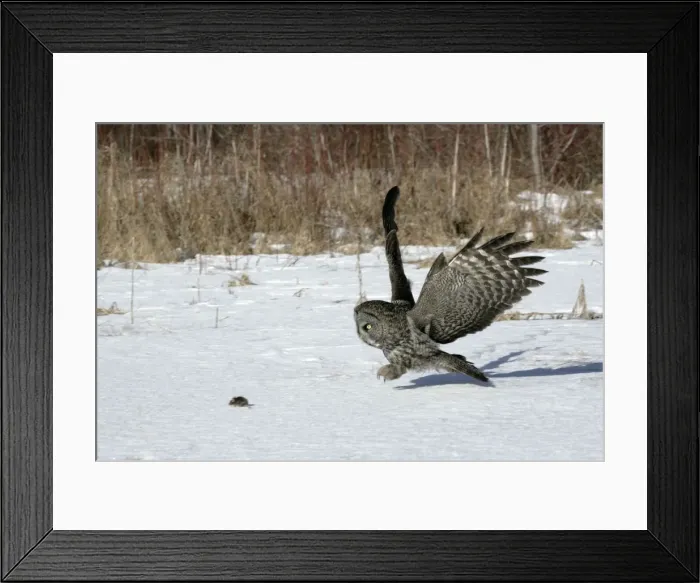 Framed Print : Picture No. 10859236 Framed Print : Picture No. 10859236