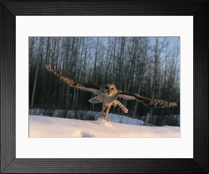 Framed Print : Picture No. 10859247 Framed Print : Picture No. 10859247