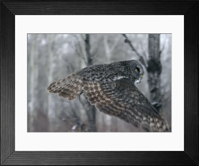 Framed Print : Picture No. 10859248 Framed Print : Picture No. 10859248
