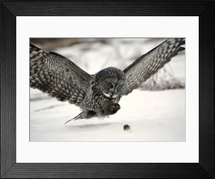 Framed Print : Picture No. 10859243 Framed Print : Picture No. 10859243