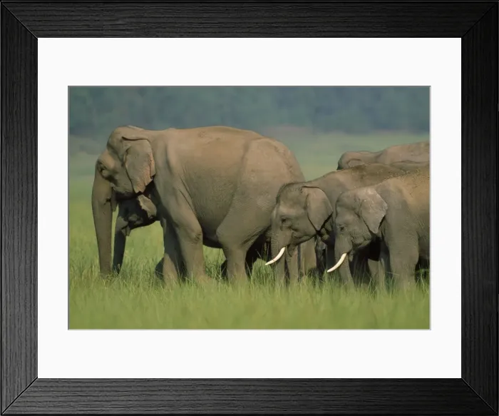 Framed Print : Picture No. 10859257 Framed Print : Picture No. 10859257