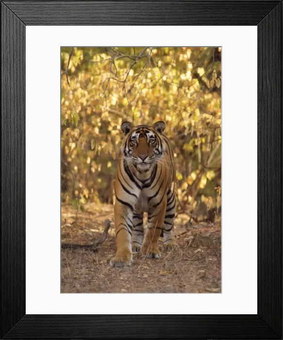 Framed Print : Picture No. 10859263 Framed Print : Picture No. 10859263