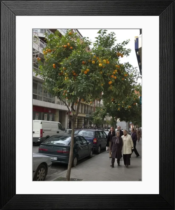Framed Print : Picture No. 10859268 Framed Print : Picture No. 10859268