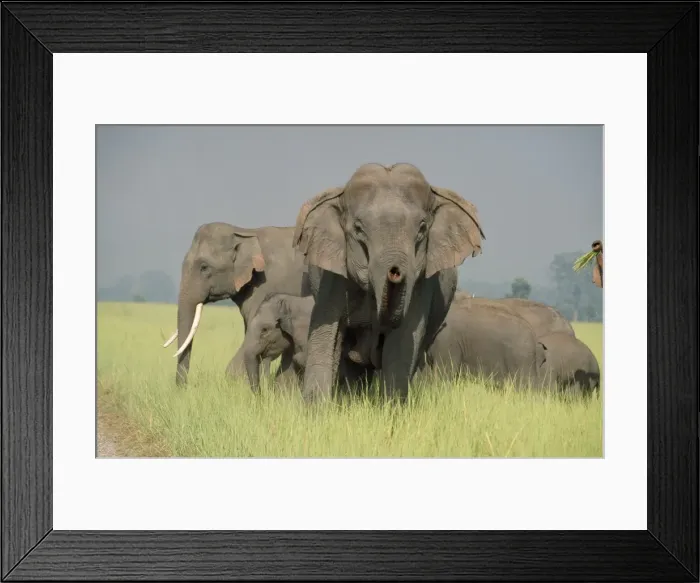 Framed Print : Picture No. 10859262 Framed Print : Picture No. 10859262