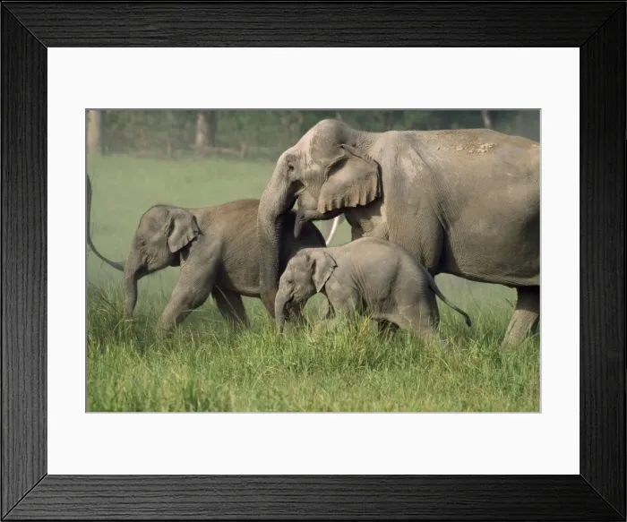 Framed Print : Picture No. 10859258 Framed Print : Picture No. 10859258