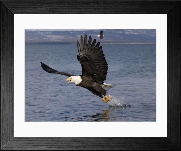 Framed Print : Picture No. 10859433 Framed Print : Picture No. 10859433