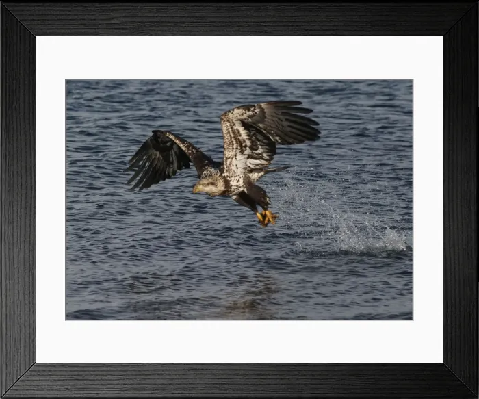 Framed Print : Picture No. 10859372 Framed Print : Picture No. 10859372