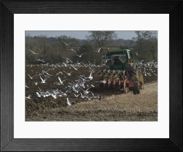 Framed Print : Picture No. 10859474 Framed Print : Picture No. 10859474