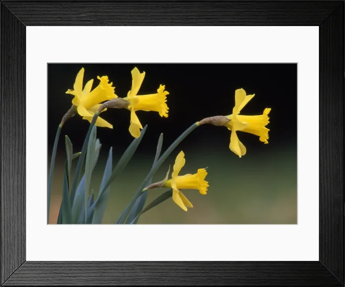 Framed Print : Picture No. 10859440 Framed Print : Picture No. 10859440