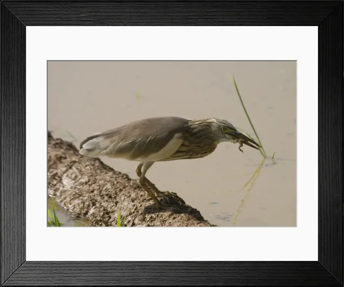 Framed Print : Picture No. 10859546 Framed Print : Picture No. 10859546