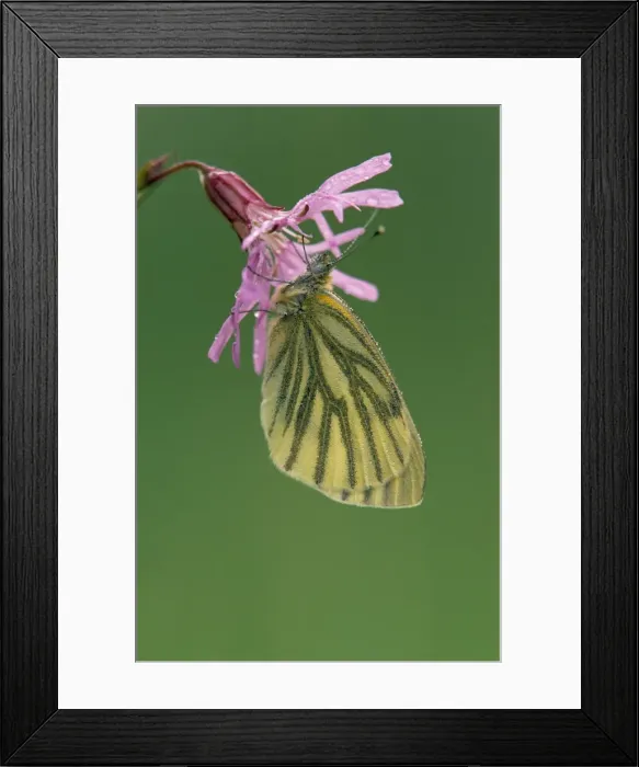 Framed Print : Picture No. 10859518 Framed Print : Picture No. 10859518
