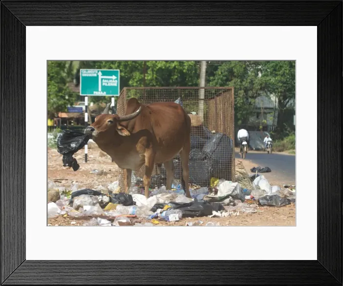 Framed Print : Picture No. 10859566 Framed Print : Picture No. 10859566