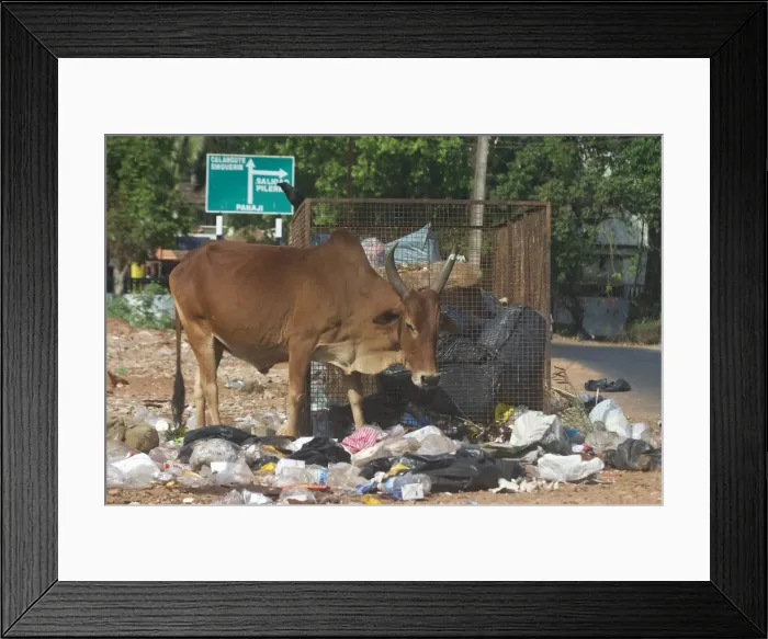 Framed Print : Picture No. 10859567 Framed Print : Picture No. 10859567