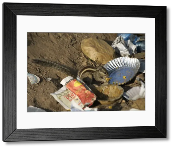 Framed Print : Picture No. 10859574 Framed Print : Picture No. 10859574