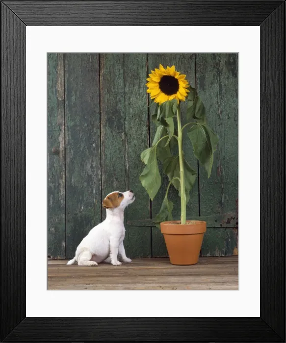 Framed Print : Picture No. 10859434 Framed Print : Picture No. 10859434