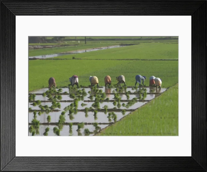 Framed Print : Picture No. 10859596 Framed Print : Picture No. 10859596
