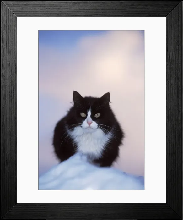 Framed Print : Picture No. 10859667 Framed Print : Picture No. 10859667