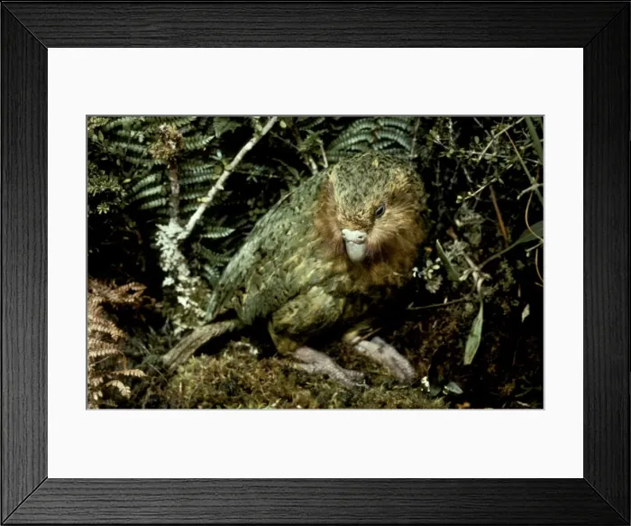 Framed Print : Picture No. 10859661 Framed Print : Picture No. 10859661