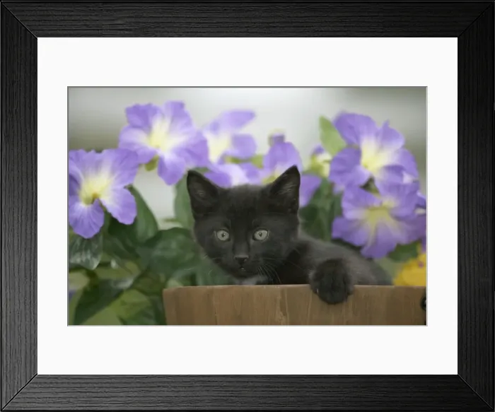 Framed Print : Picture No. 10859669 Framed Print : Picture No. 10859669