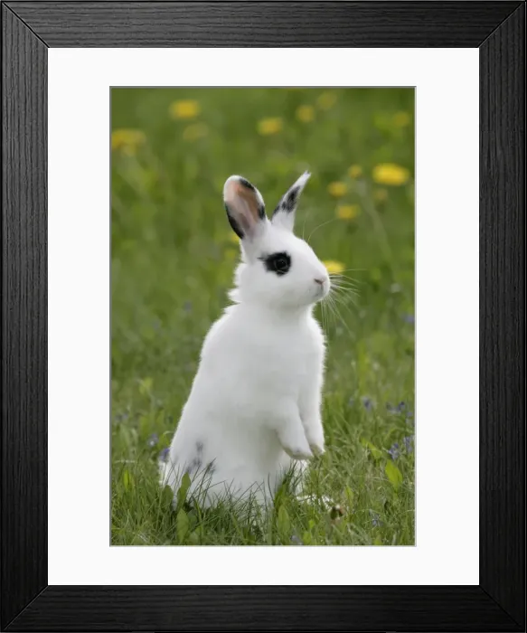 Framed Print : Picture No. 10859670 Framed Print : Picture No. 10859670