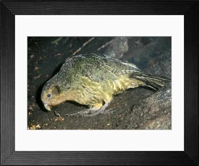 Framed Print : Picture No. 10859662 Framed Print : Picture No. 10859662