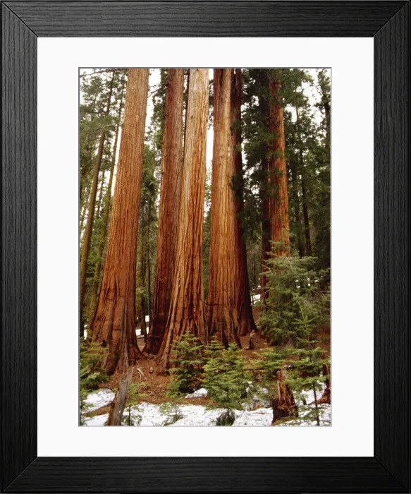 Framed Print : Picture No. 10859688