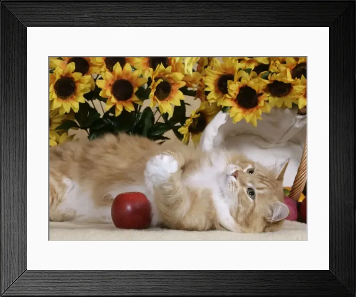 Framed Print : Picture No. 10859727 Framed Print : Picture No. 10859727