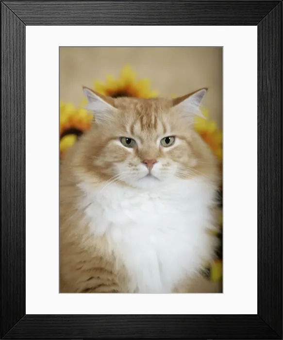 Framed Print : Picture No. 10859728 Framed Print : Picture No. 10859728
