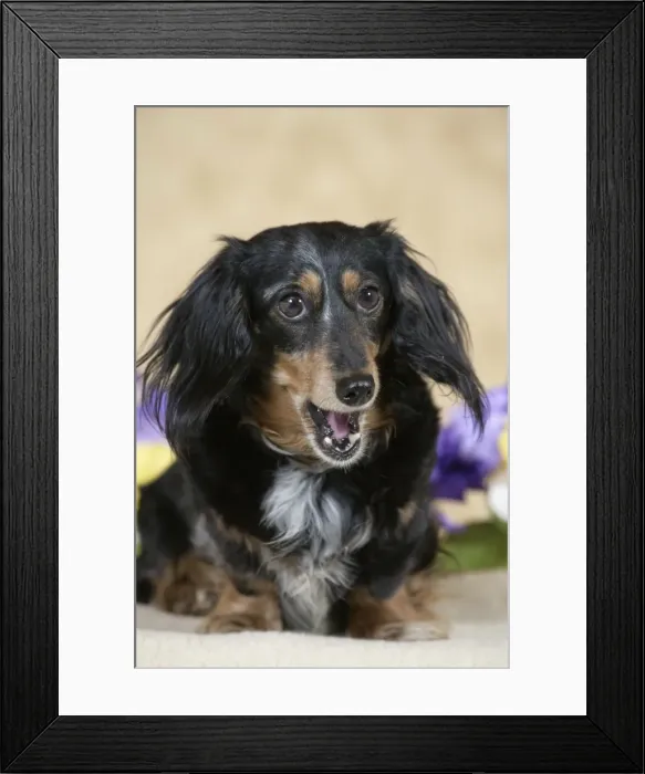 Framed Print : Picture No. 10859733 Framed Print : Picture No. 10859733
