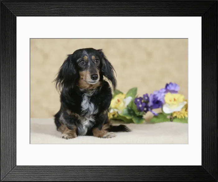 Framed Print : Picture No. 10859735 Framed Print : Picture No. 10859735