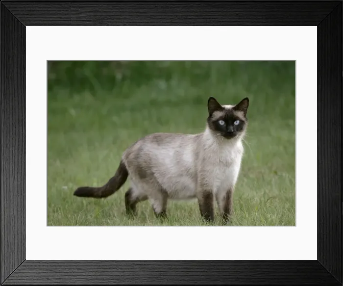 Framed Print : Picture No. 10859737 Framed Print : Picture No. 10859737