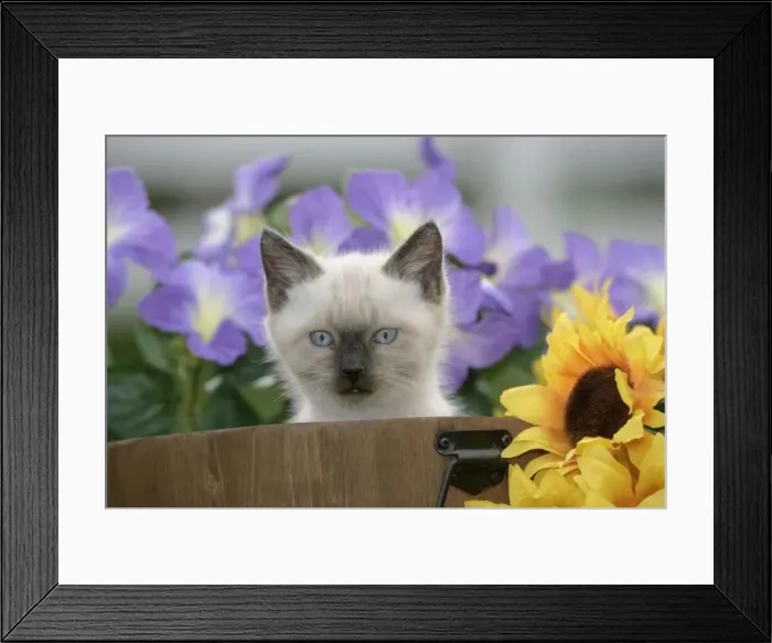 Framed Print : Picture No. 10859738 Framed Print : Picture No. 10859738