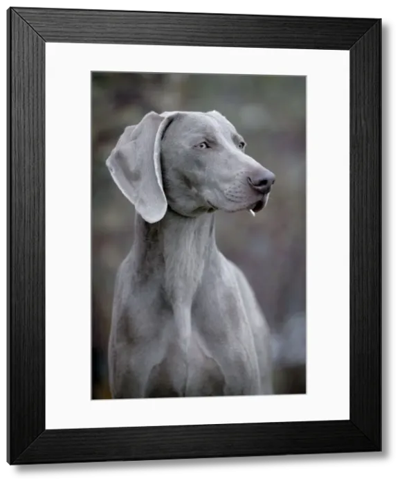 Framed Print : Picture No. 10859736 Framed Print : Picture No. 10859736