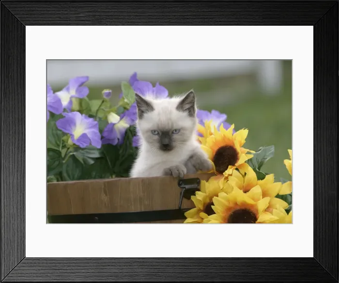 Framed Print : Picture No. 10859739 Framed Print : Picture No. 10859739