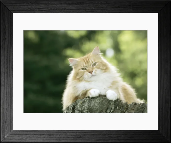 Framed Print : Picture No. 10859740 Framed Print : Picture No. 10859740