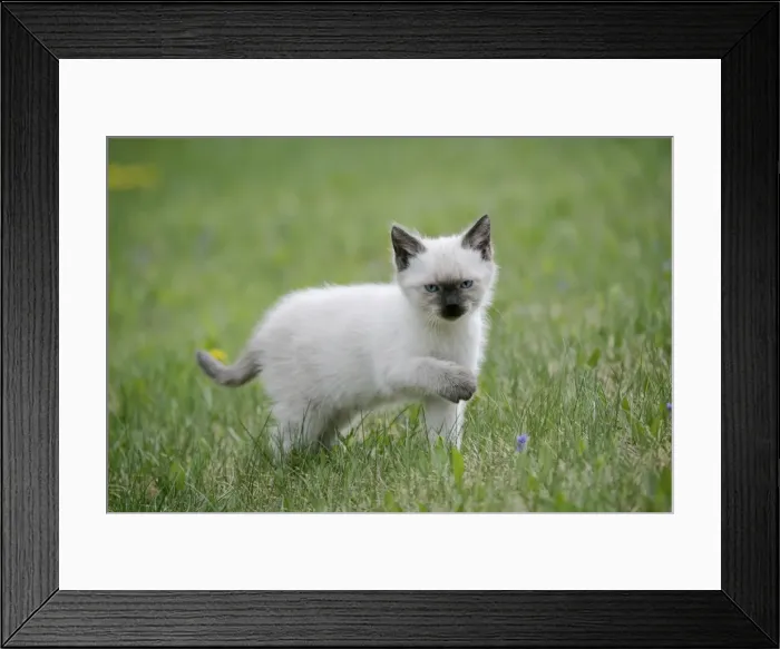 Framed Print : Picture No. 10859743