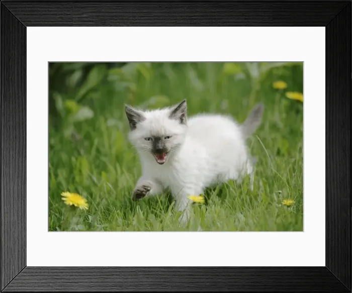 Framed Print : Picture No. 10859744 Framed Print : Picture No. 10859744