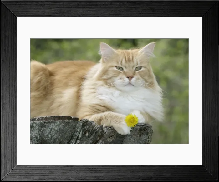 Framed Print : Picture No. 10859741 Framed Print : Picture No. 10859741