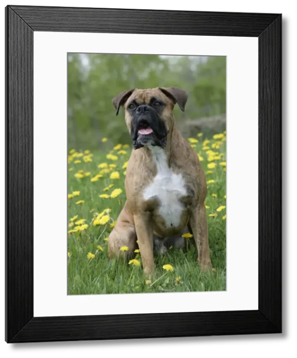 Framed Print : Picture No. 10859746 Framed Print : Picture No. 10859746