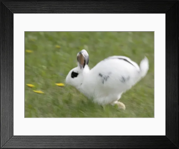 Framed Print : Picture No. 10859748 Framed Print : Picture No. 10859748