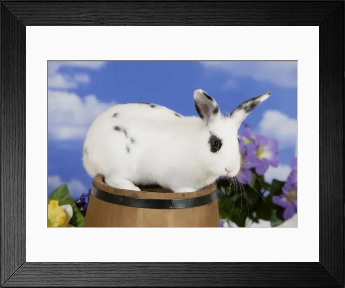 Framed Print : Picture No. 10859750 Framed Print : Picture No. 10859750